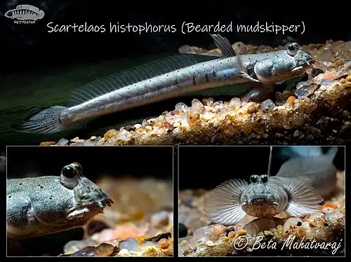 Scartelaos histophorus (Bearded Mudskipper)