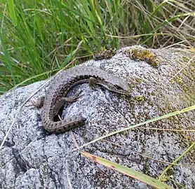 Northern alligator lizard (Elgaria coerulea)