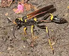 S. caementarium collecting mud