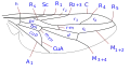 Diagram of wing veins in Scenopinus