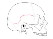 Squamosal suture. It separates parietal bone and squama portion of temporal bone.