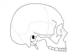 Zygomaticotemporal suture