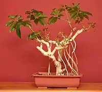 Soon after branch pruning, to demonstrate aerial roots