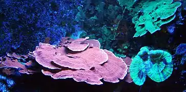 Stony corals