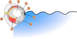 Schema Auge Vieraugenfisch.svg