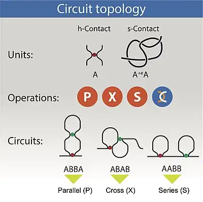 Circuit topology relations in a chain with two binary contacts.