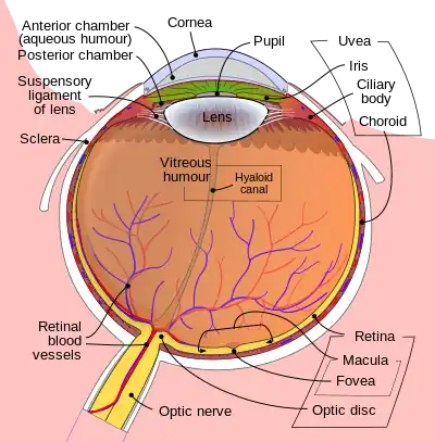 Schematic cross section of the human eye; choroid is shown in purple.