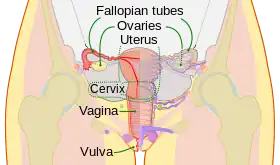 Schematic frontal view of female anatomy