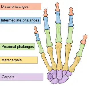 The bones in the hand