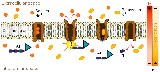 An image of the cell membrane lipid bilayer with the sodium-potassium ATPase enzyme keeping potassium inside and the sodium out. This process requires the energy molecule ATP.