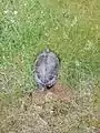 Clutch preparation of a breeding false map turtle on a meadow