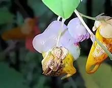 Schizomyia impatientis jewelweed flower gall