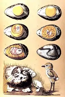 Oviparity: bird development inside shelled egg, with large food supply in yolk, after internal fertilisation