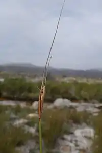 Flowering head