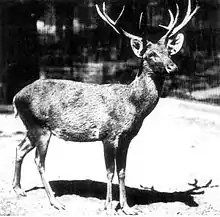 Black-and-white photo of a cervid