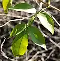 Leaves, with winged petioles