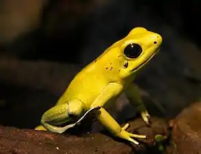 A poison dart frog, Phyllobates terribilis, secretes toxins powerful enough to be used to tip blowpipe darts.