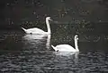 Swan, taken with Samyang/Walimex 500mm f/8.0