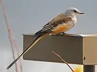 Scissor-tailed fly catcher at the National Aviary in Pittsburgh, Pennsylvania