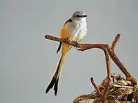 At the National Aviary