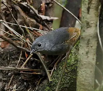 Brasília tapaculo