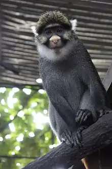 Sclater's guenon