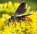 Scolia dubia haematodes photographed in Texas.