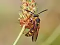 S. nobilitata tricincta photographed in Colorado