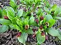 Scopolia carniolica fresh Spring growth with abundant flowers, old arboretum, Finland.