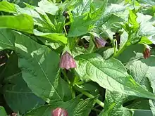 Scopolia japonica (Common name in Japanese: 走りどころ Hashiri-dokoro), plant in flower, Korea.