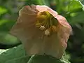 Single flower (interior).