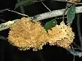 Young, unpigmented S. spongiosa specimen growing on a beech branch