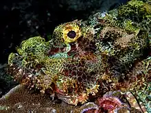 A tasseled scorpionfish