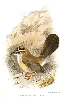 Illustration by Henrik Grønvold (1909)