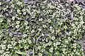 Scurvy-grass growing in the central reservation of the A1120 in the UK.