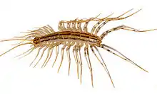 Image 15The house centipede Scutigera coleoptrata has rigid sclerites on each body segment. Supple chitin holds the sclerites together and connects the segments flexibly. Similar chitin connects the joints in the legs. Sclerotised tubular leg segments house the leg muscles, their nerves and attachments, leaving room for the passage of blood to and from the hemocoel (from Arthropod exoskeleton)