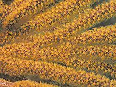 Sea fan, San Clemente Island