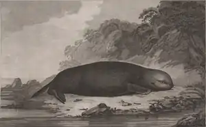 John Webber's Sea Otter