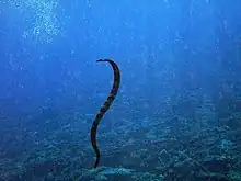 A snake swimming towards the sea floor