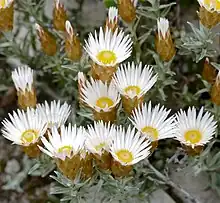 An image showing the white and yellow flowers surrounded by brown bracts