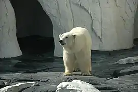 Polar bear