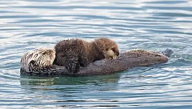 Image 6Sea otterPhoto credit: Mike BairdA sea otter (Enhydra lutris) nurses her pup from nipples on her abdomen. Native to the coasts of the northern and eastern North Pacific Ocean, sea otters eat primarily invertebrates such as sea urchins and are among the smallest marine mammals. They are vulnerable to oil spills as their primary form of insulation is thick fur.More selected pictures