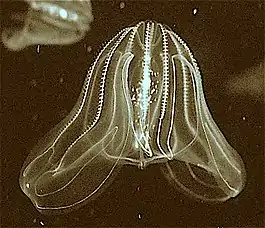 The bioluminescence sea walnut has a transient anus  which forms only when it needs to defecate