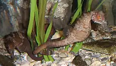 Seahorses at the new england aquarium USA