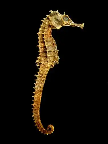 Image 11Dried seahorse used in traditional Chinese medicineMore selected pictures