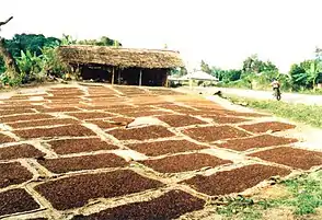 An example of clove buds being dried in the equatorial sun