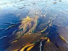 Giant kelp floating just outside the Santa Cruz harbor