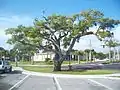 Hardee Oak, planted in 1891