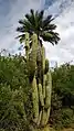 Adult plant at La Campana National Park