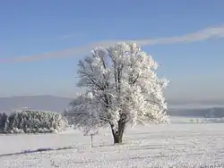 "Sedlákova lípa", a protected Tilia cordata